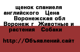 щенок спаниеля английского › Цена ­ 7 000 - Воронежская обл., Воронеж г. Животные и растения » Собаки   
